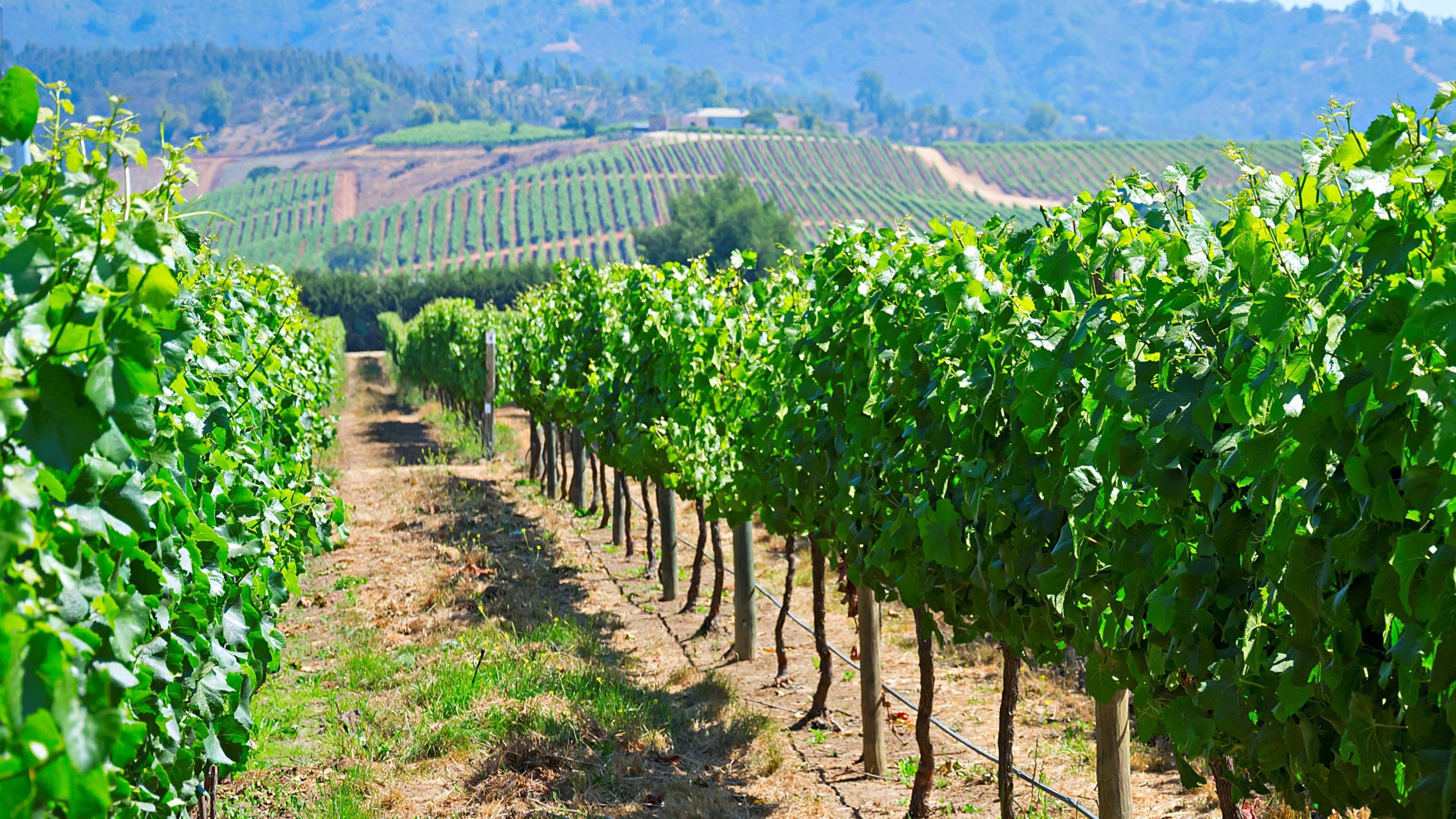 casablanca-valley-vineyard-chile-xl_compressed_cropped