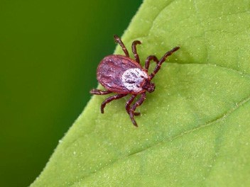 mite