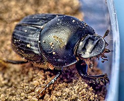 es-ter-beetle