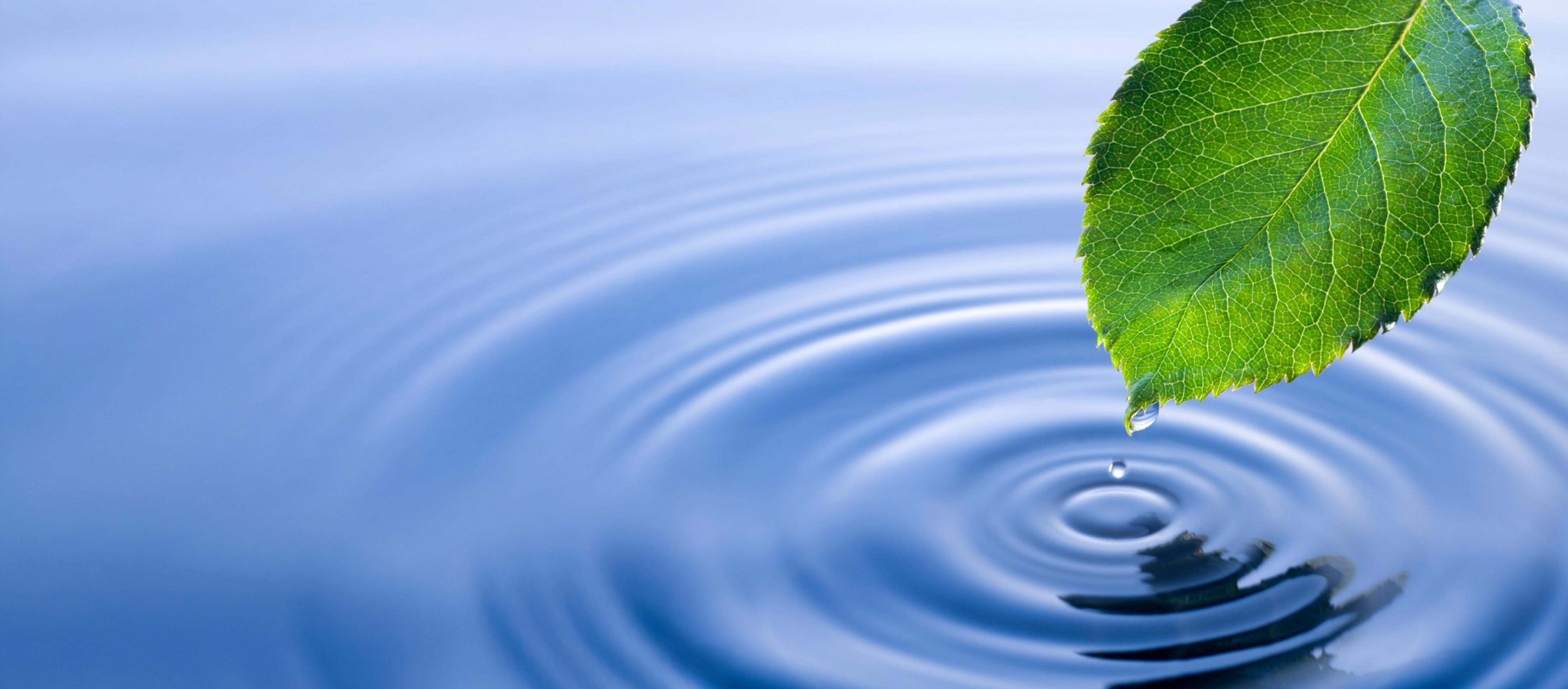 water-leaf