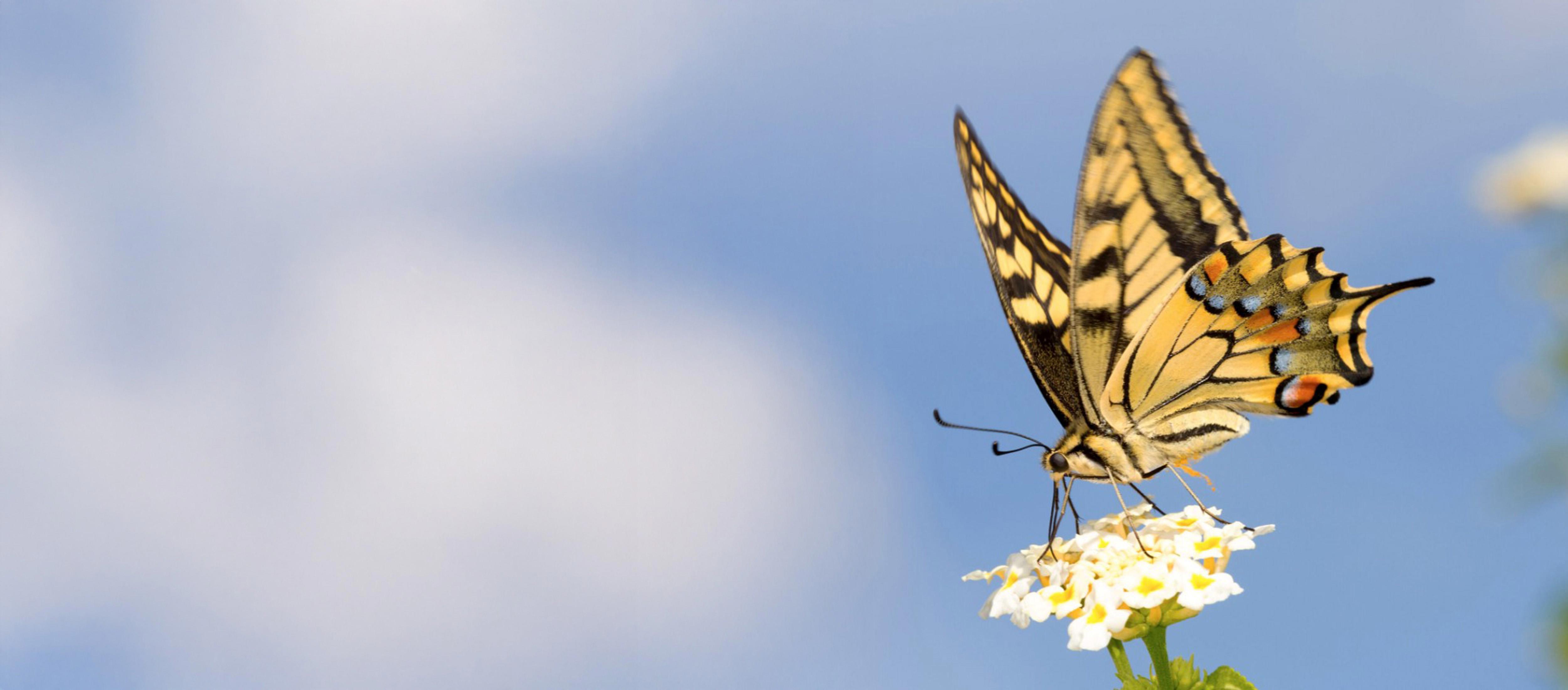 taxa-header-new