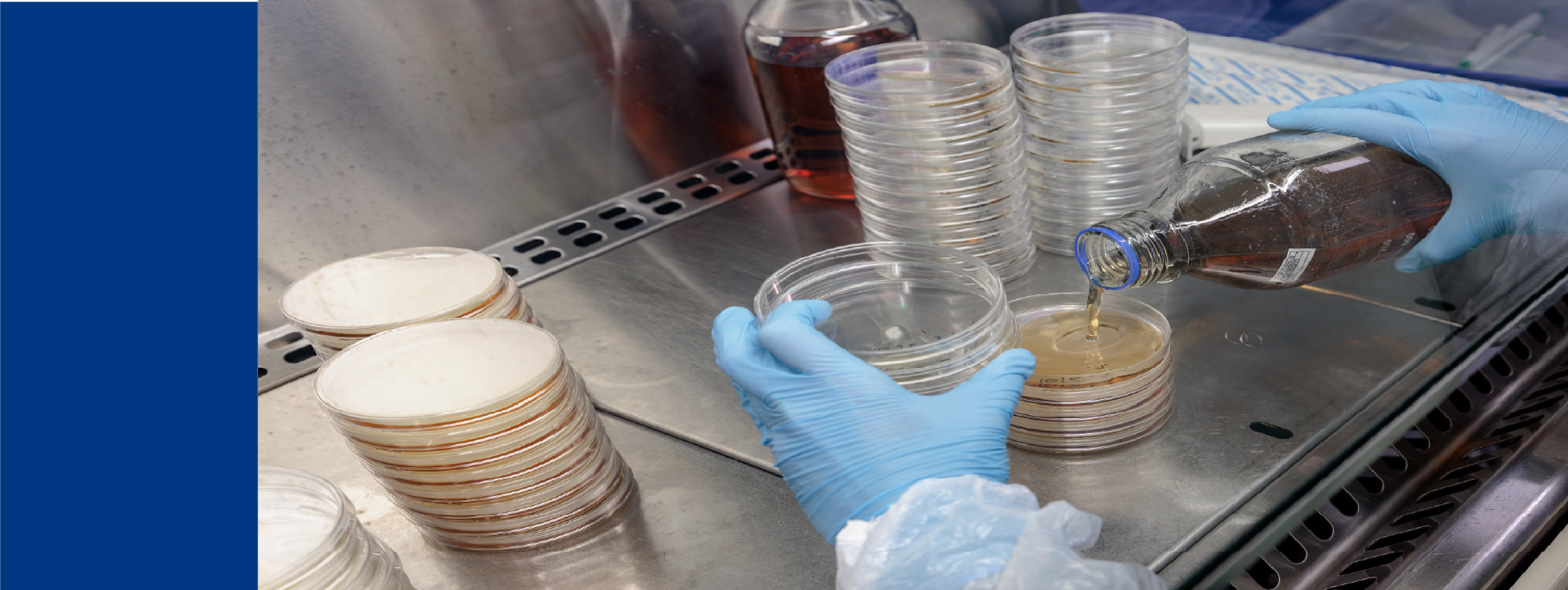 Lab technician pouring culture media into petri dishes for preservative efficacy testing in a laboratory setting.