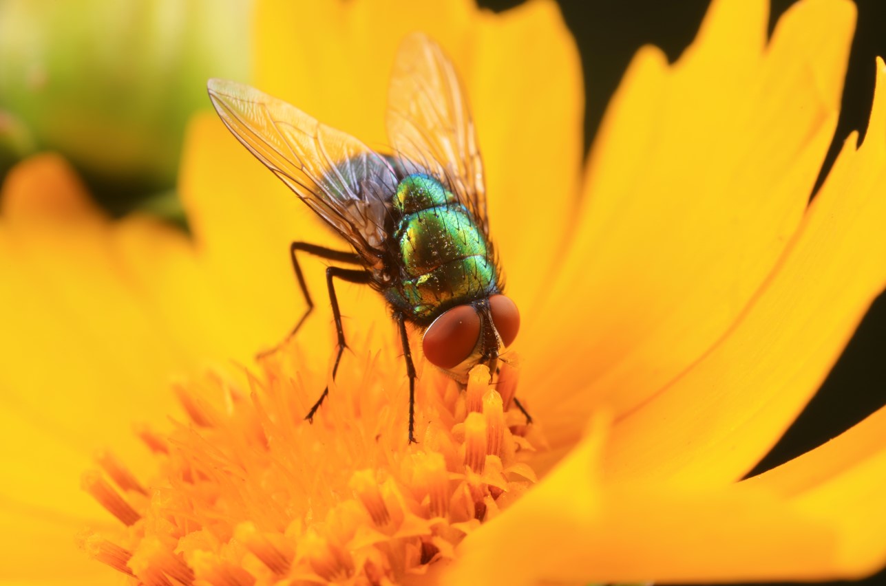 home-garden-and-urban-health