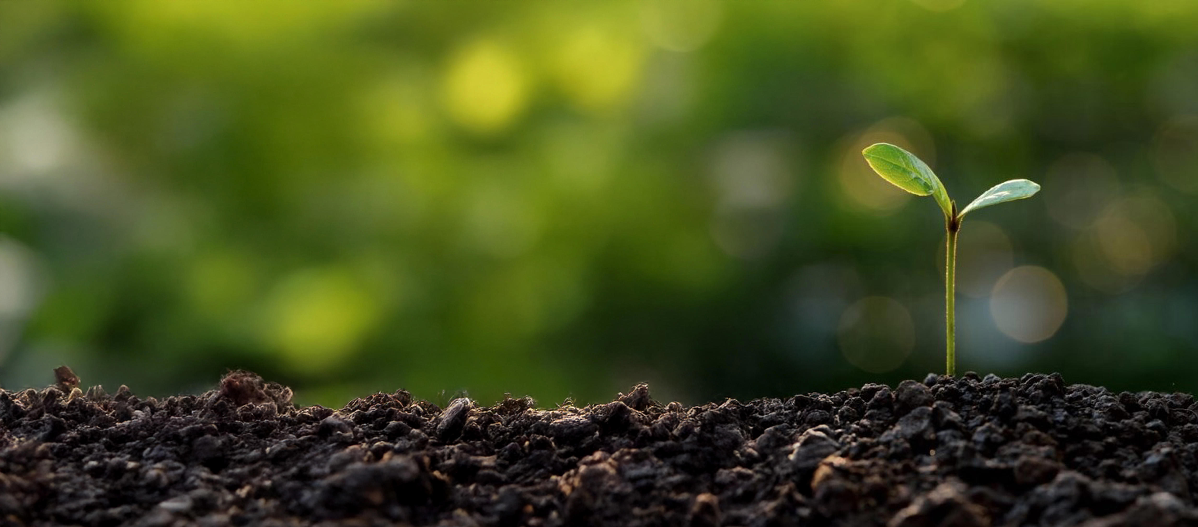 seedling-new