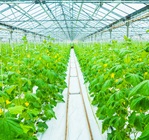 growing-of-cucumber-in-greenhouse-ba-banner