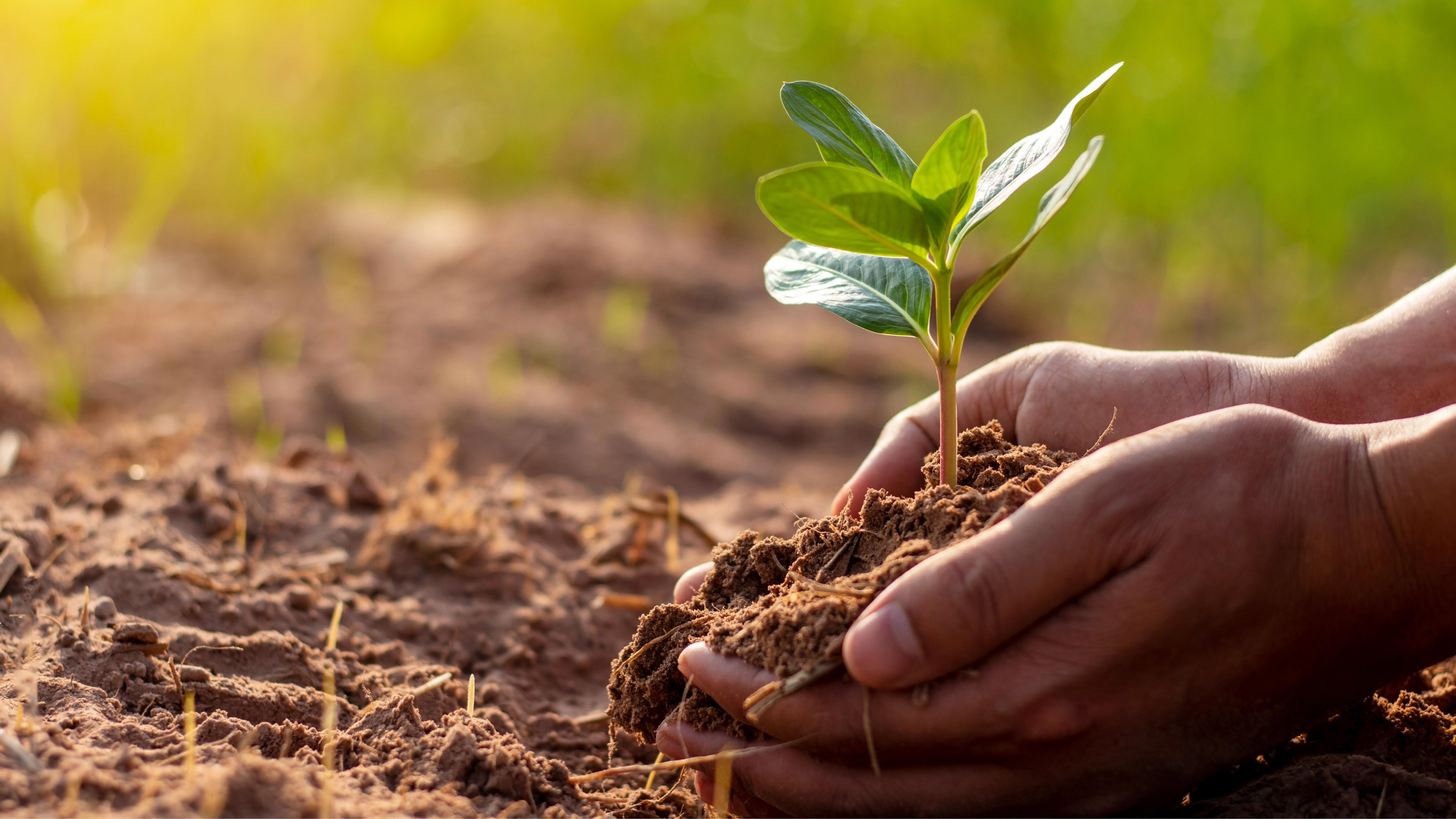human-hands-are-planting-trees-and-watering-the-plants-to-help-increase-oxygen-in-the-air_cropped_169