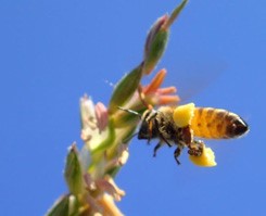 pollinator-accordion