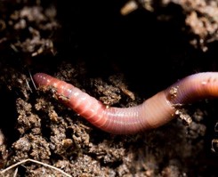 soil-organisms-accordion