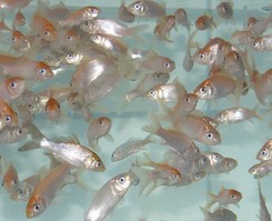 es-aquatic-lab-1