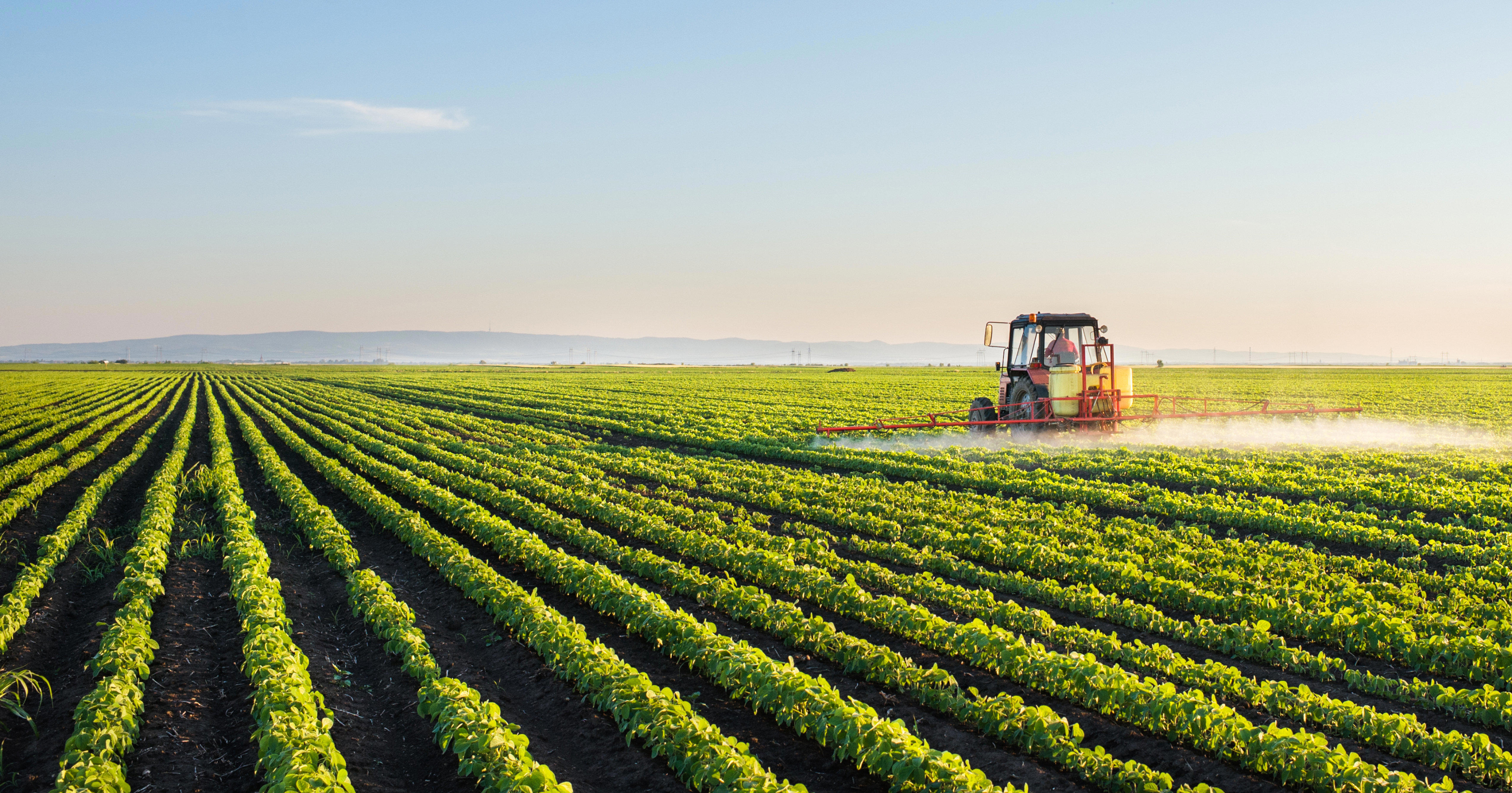 A red tractor spraying crops in a vast, green agricultural field under a clear blue sky. The field is organised into neat, parallel rows that stretch into the distance. The scene is set during daylight with the sun casting long shadows, indicating either early morning or late afternoon.