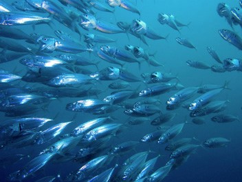 fish