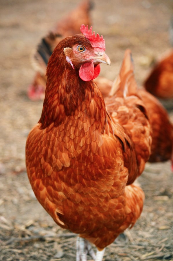 chicken