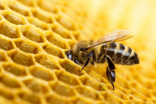 little-card-bee