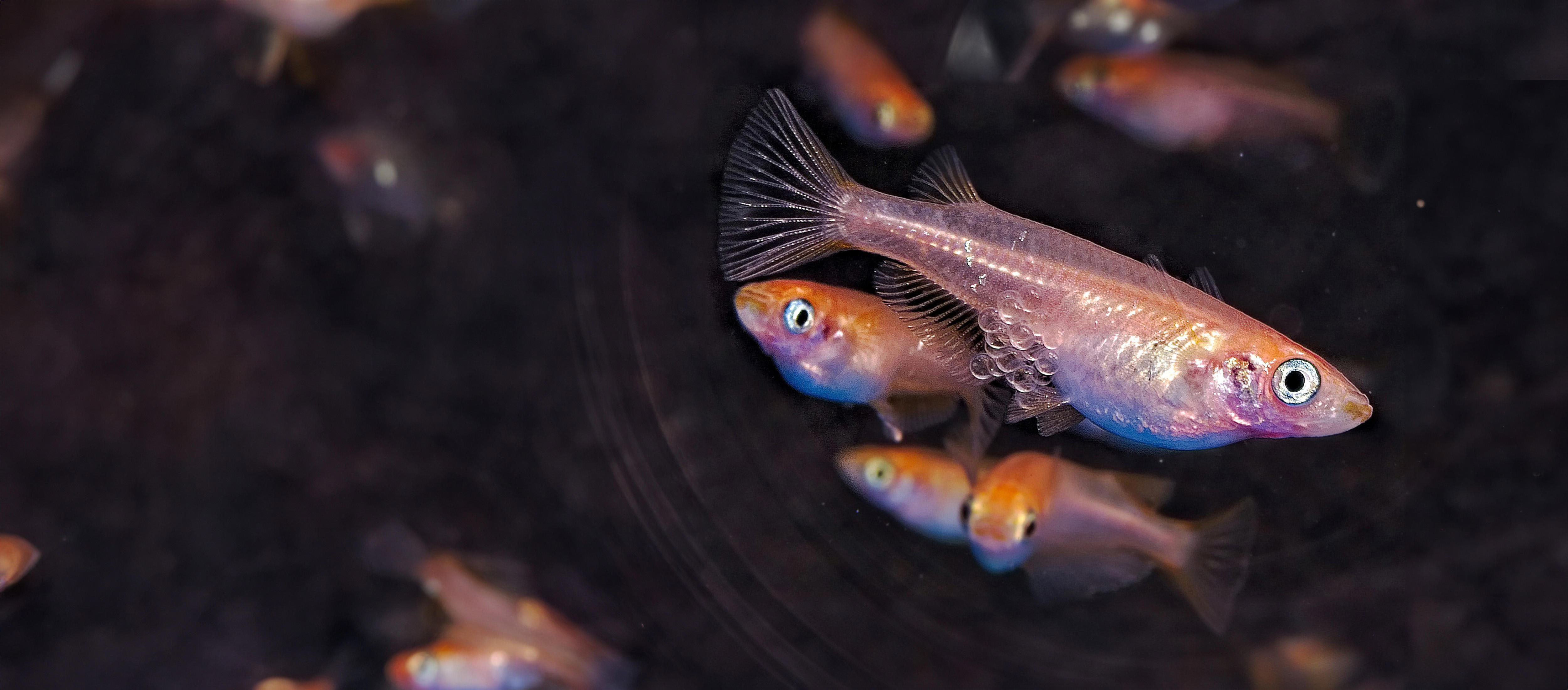 fish-new