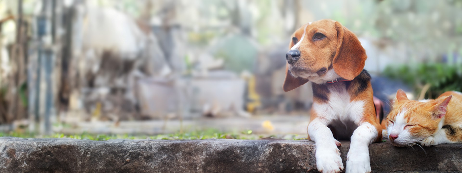 animal-health
