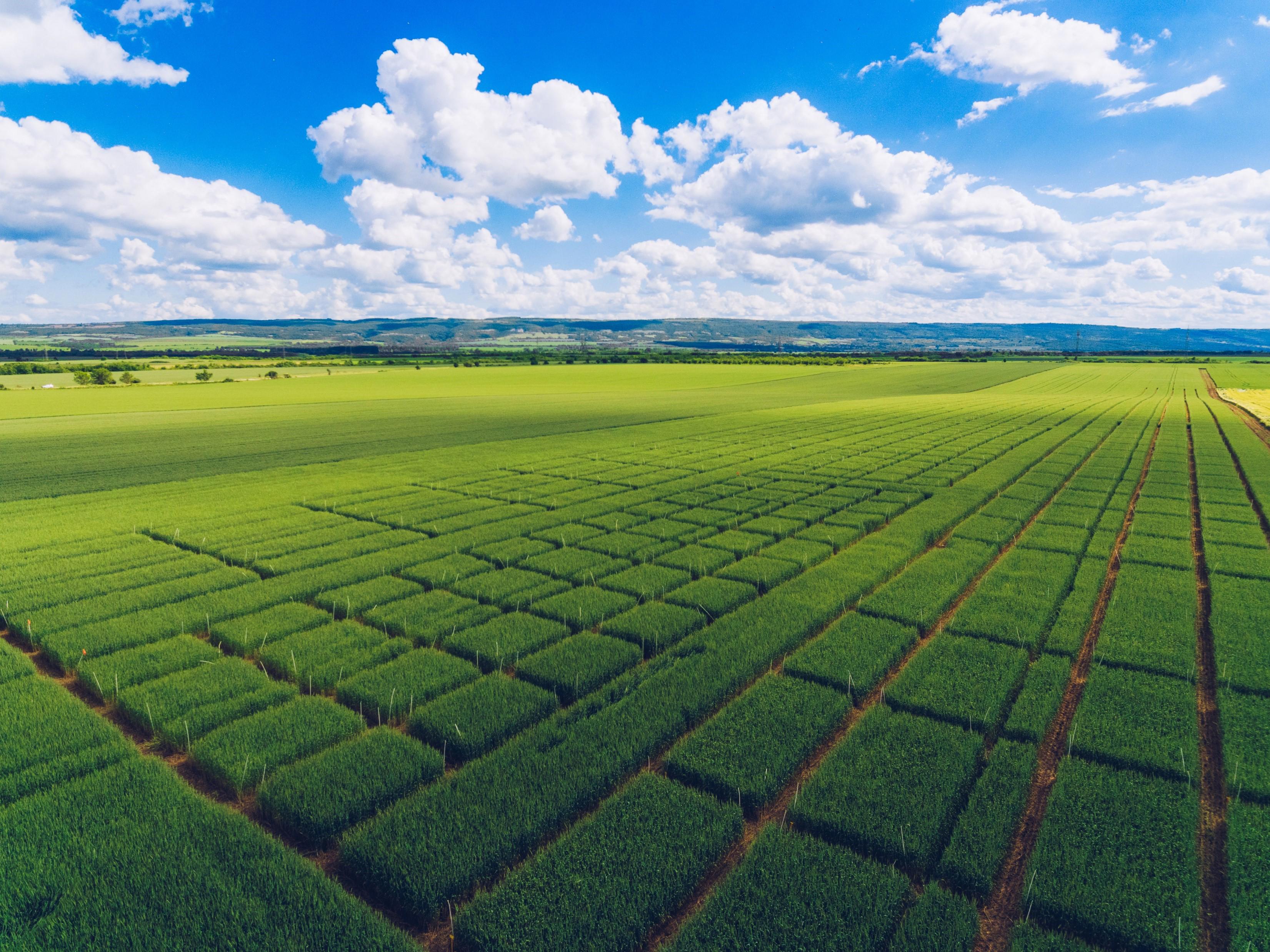 wheat-field