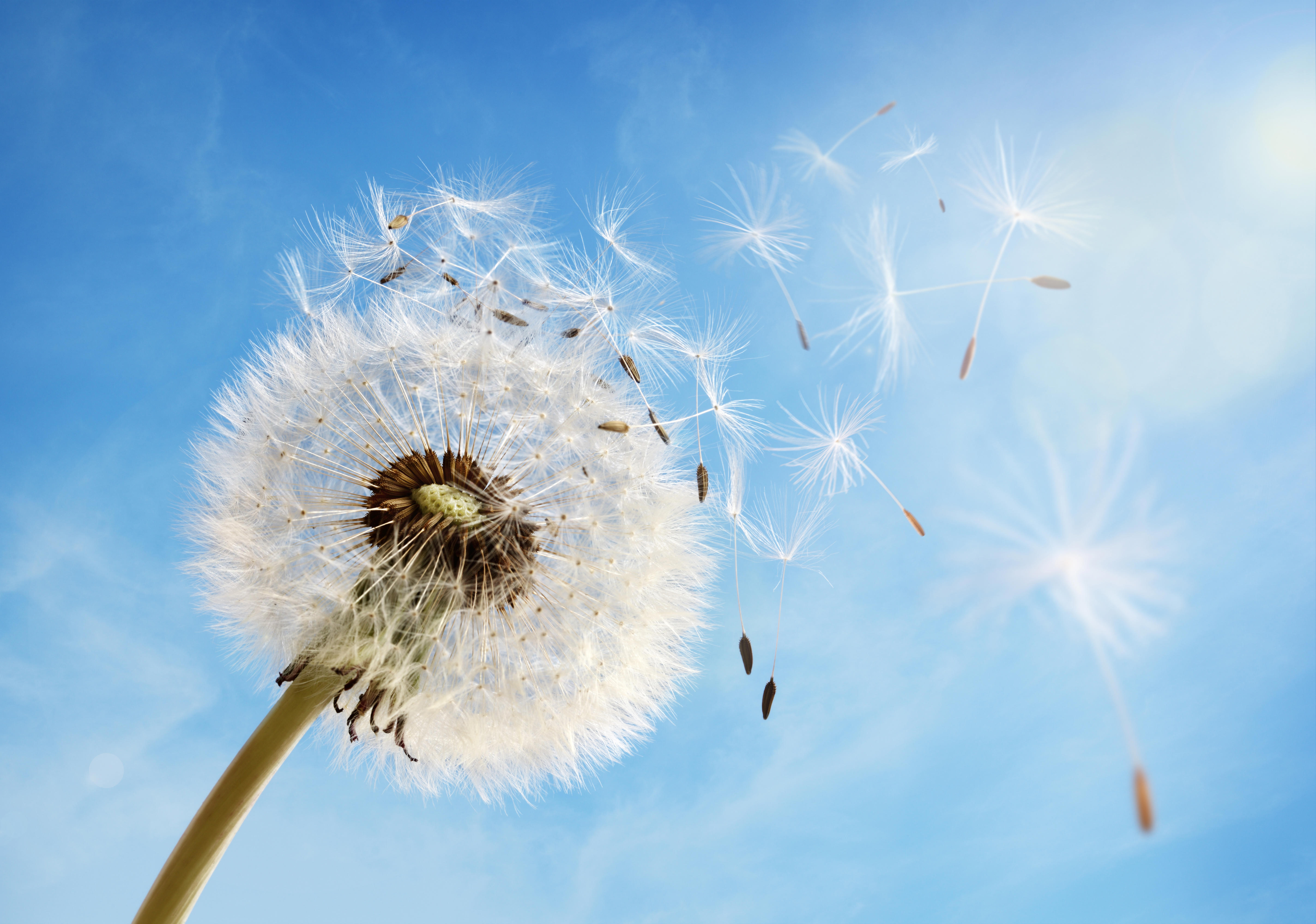 Close-up of a dandelion seed head against a bright blue sky. Some seeds are being blown away by the wind, creating a sense of movement and dispersal. The sunlight creates a soft glow around the dandelion, highlighting its delicate structure and fine details.