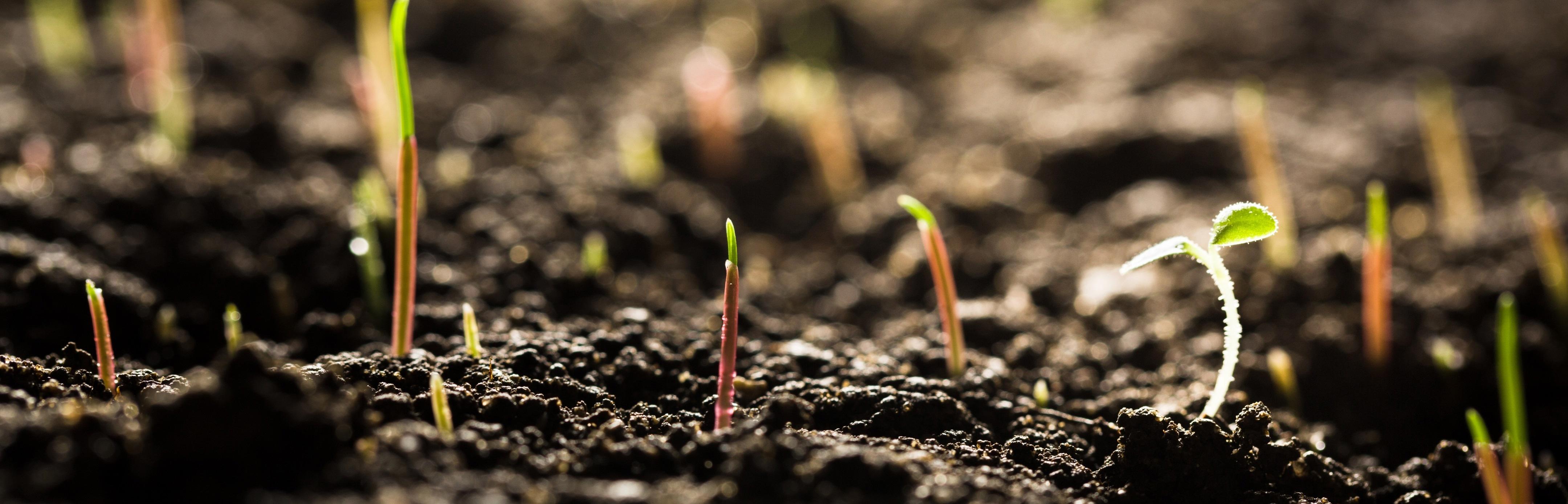 plant-shoots-and-soil-news (1)