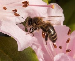 bee-on-pink-flower-accordion