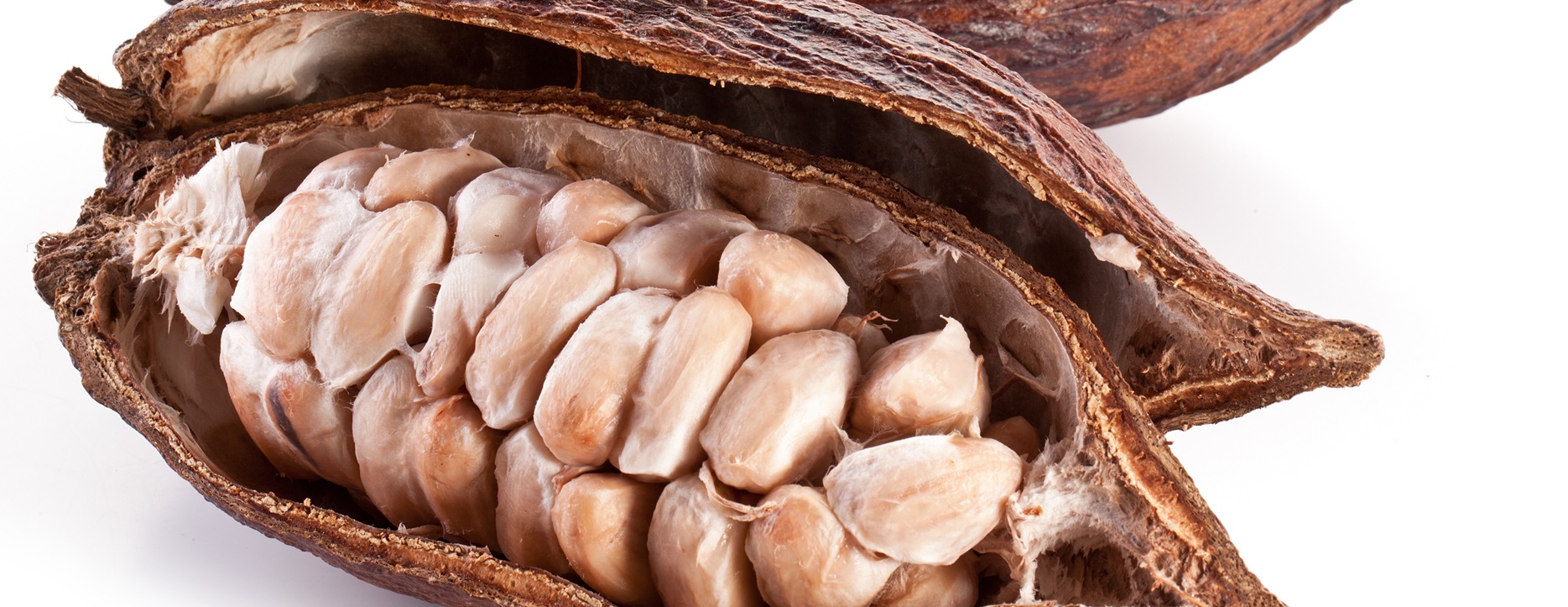 chs-cocoa-pod