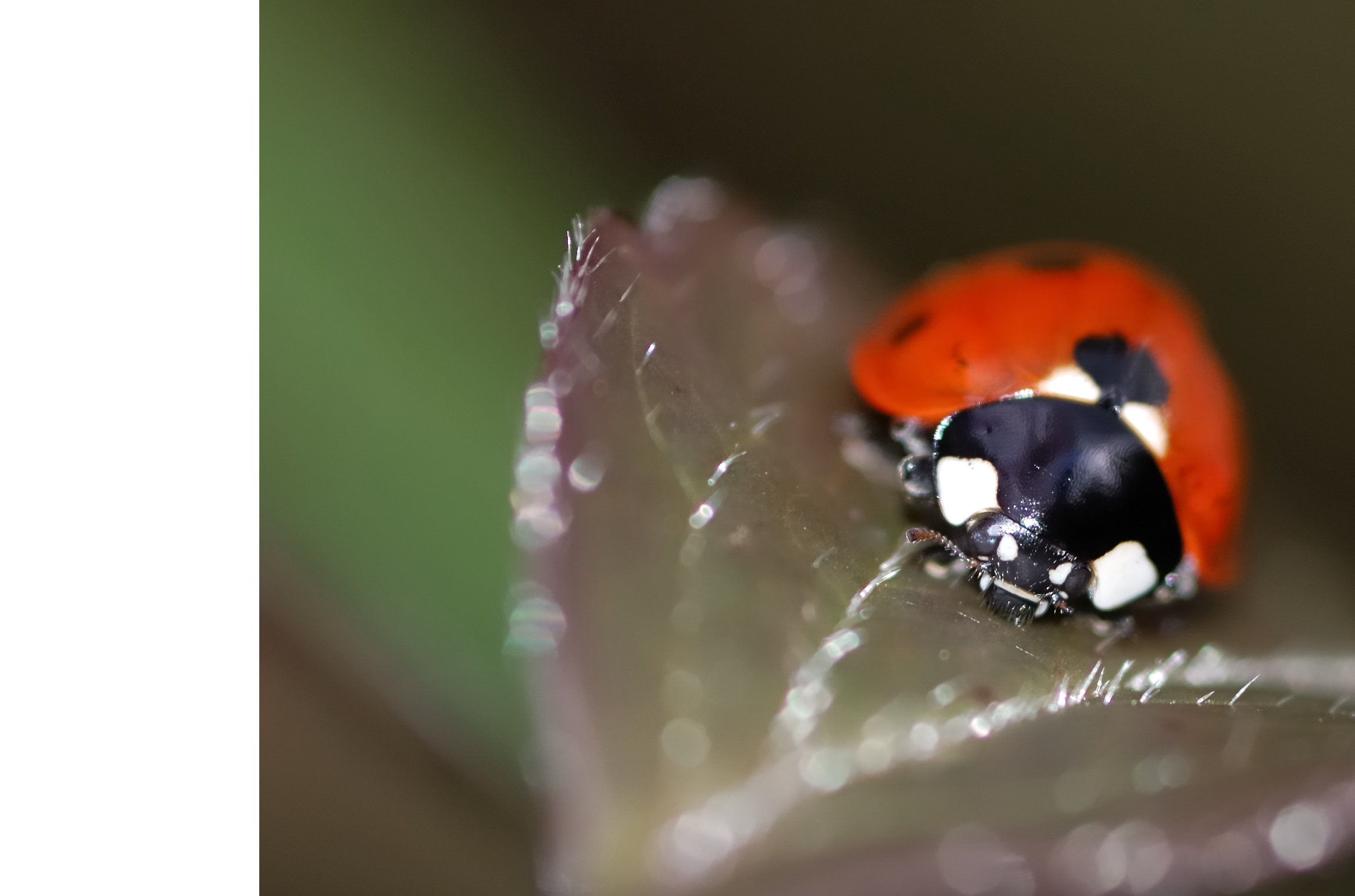 bs-header-banner-ladybird
