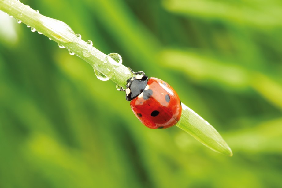 bio-solutions