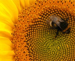 bee-on-sunflower-accordion