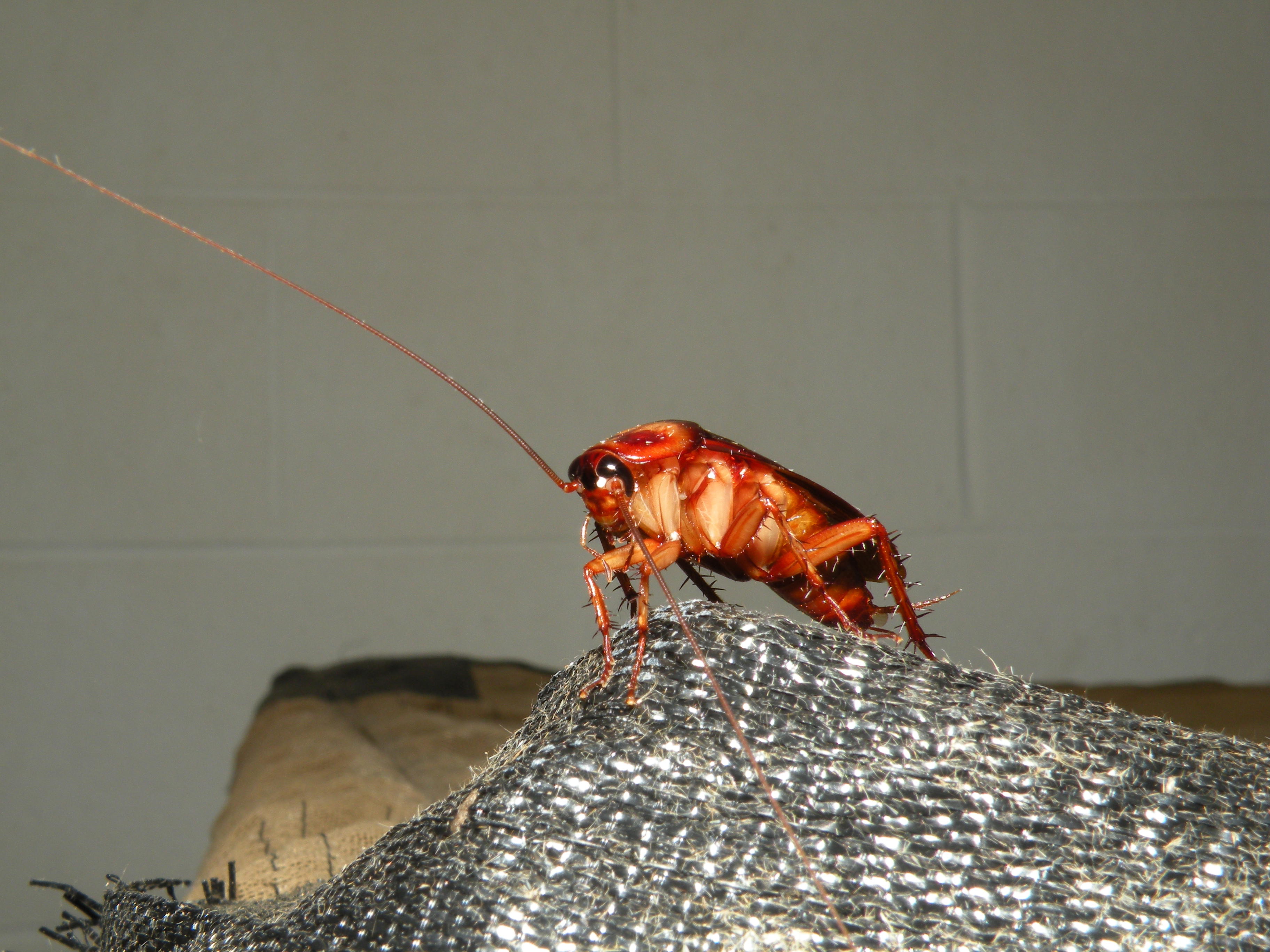 urban-pest-control-solutions (1)