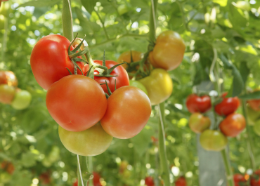 tomaten