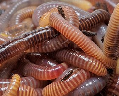 es-ter-worm