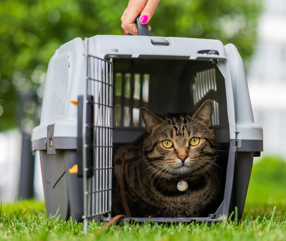eurofins_softlines_hardlines_pet_products-998-x-840-px