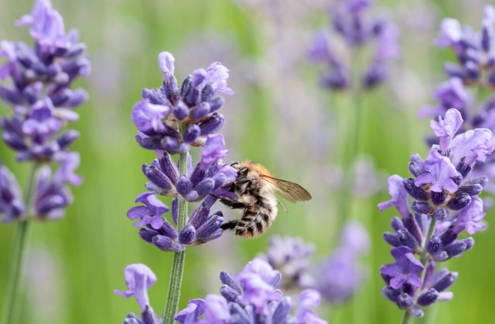 honeybee