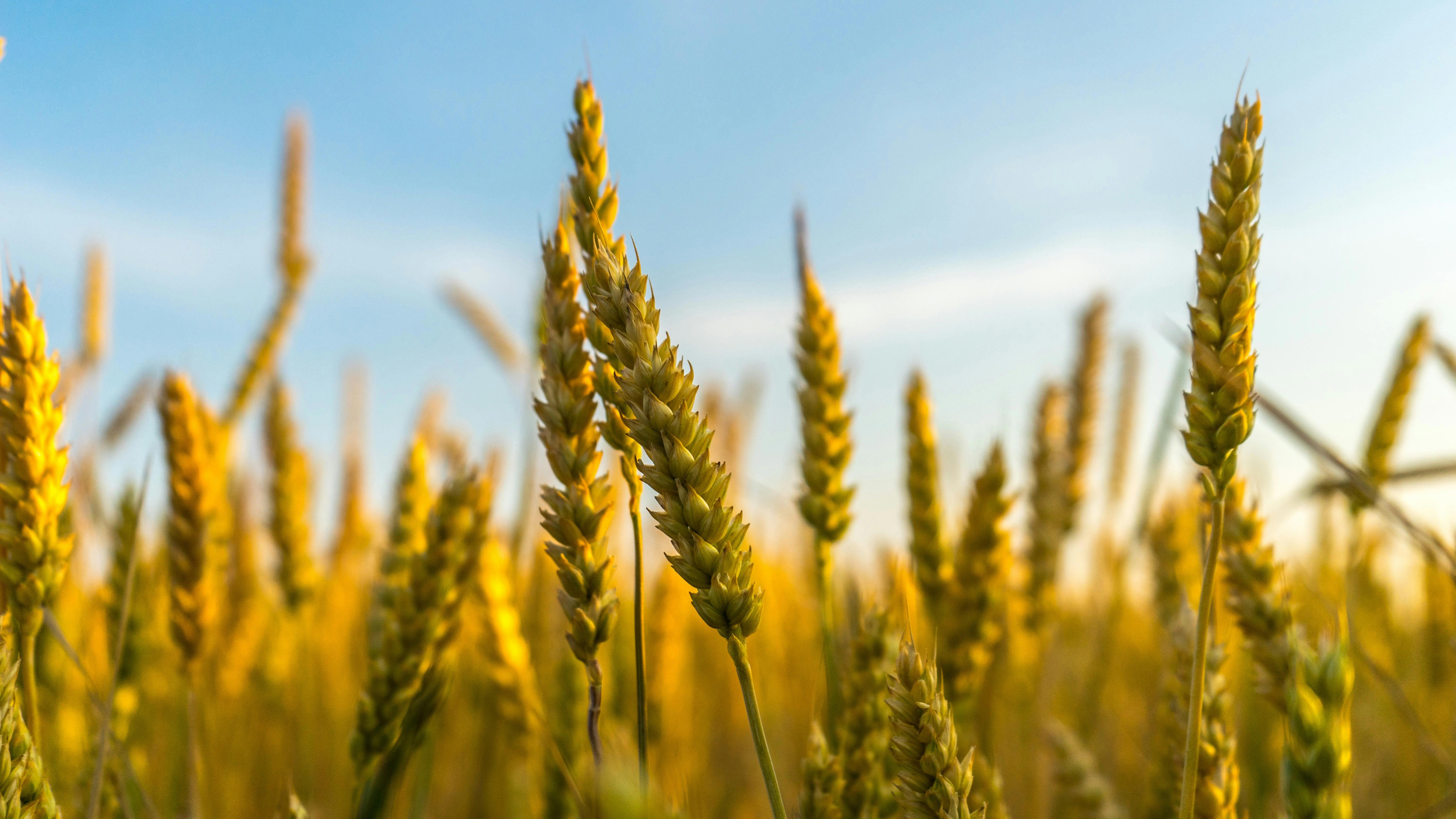 field-with-wheat