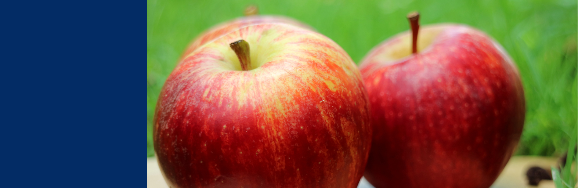 banner-patulin