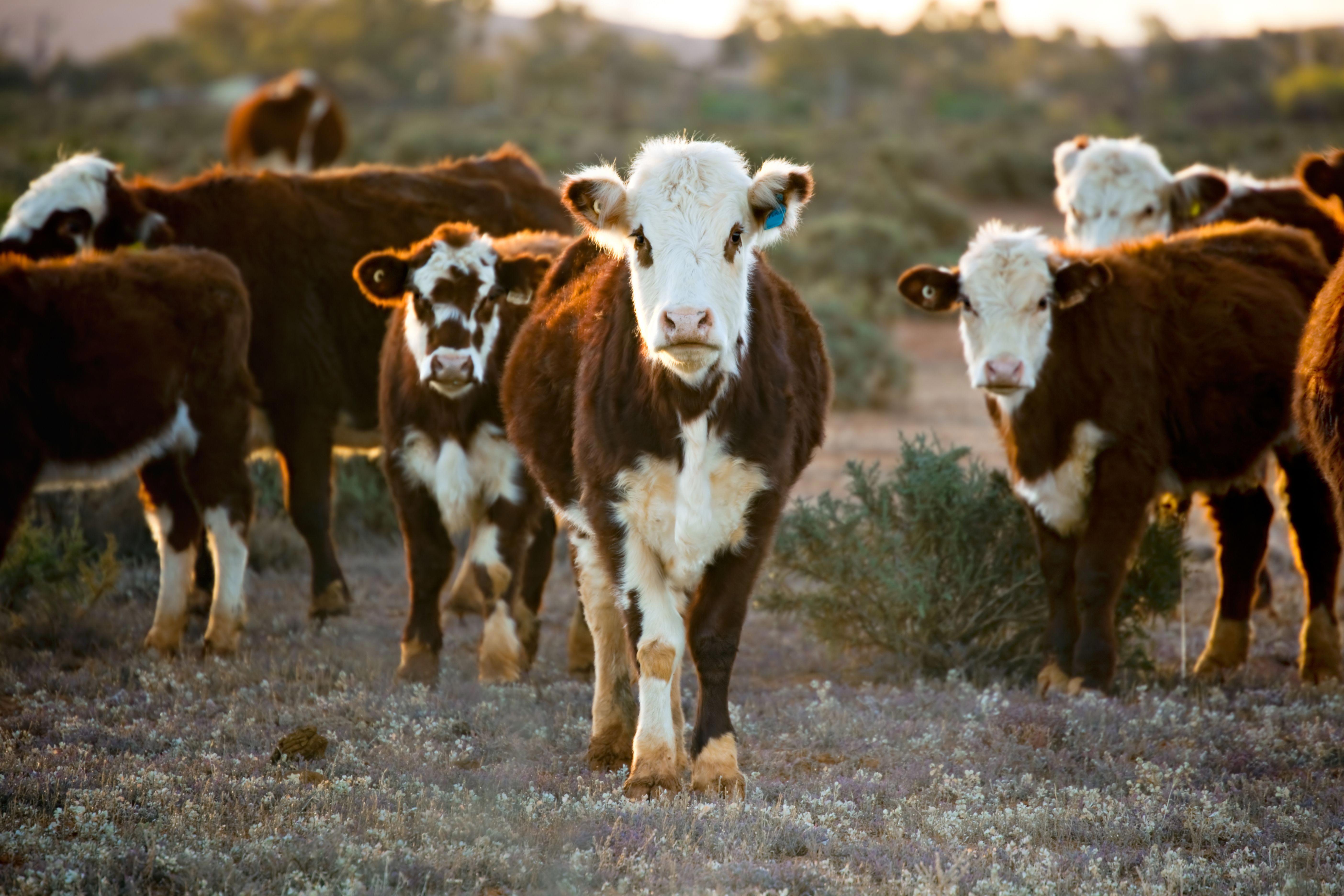 forage-banner-1