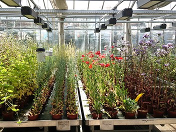 greenhouse