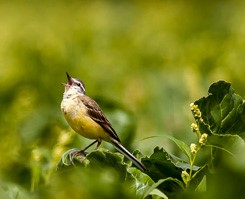 wildlife-field-services-accordion