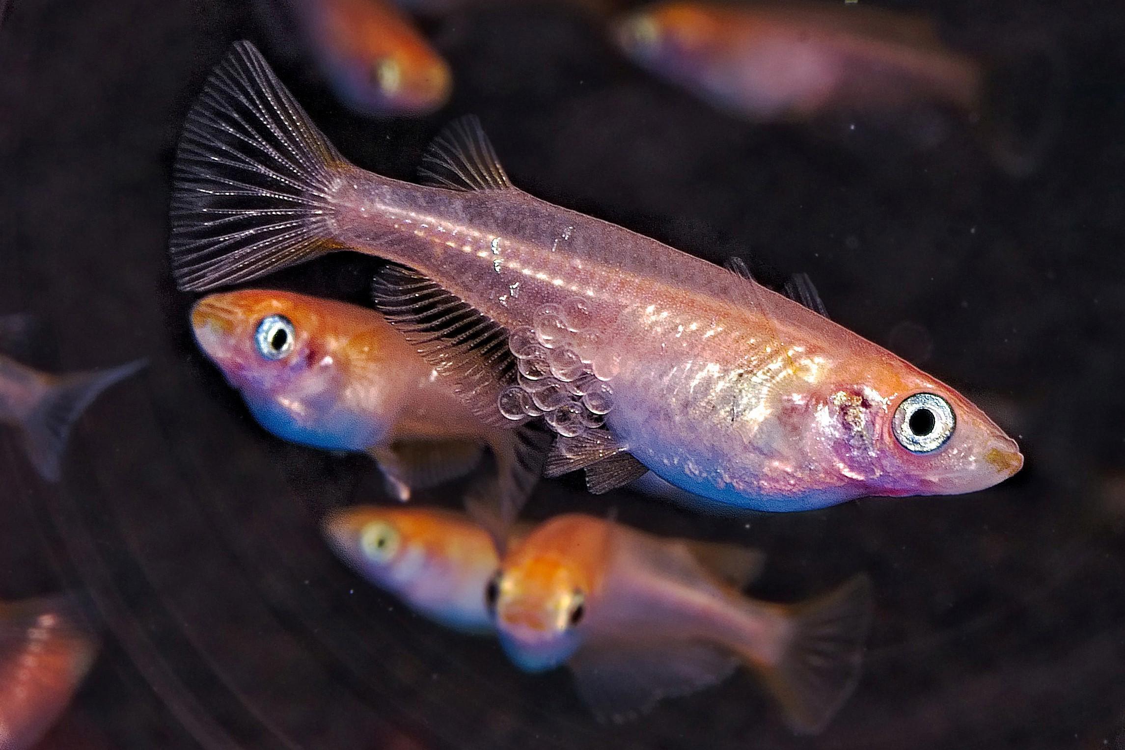 fish