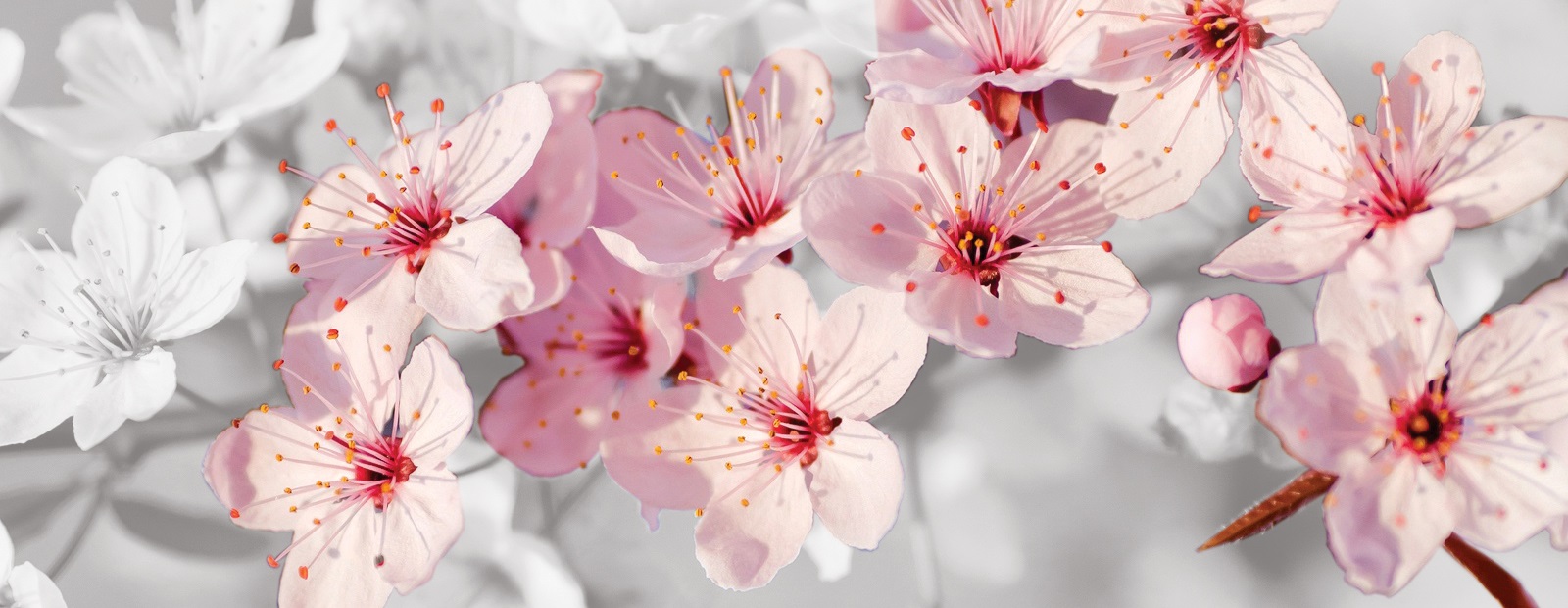 cherry_blossom-nto-field