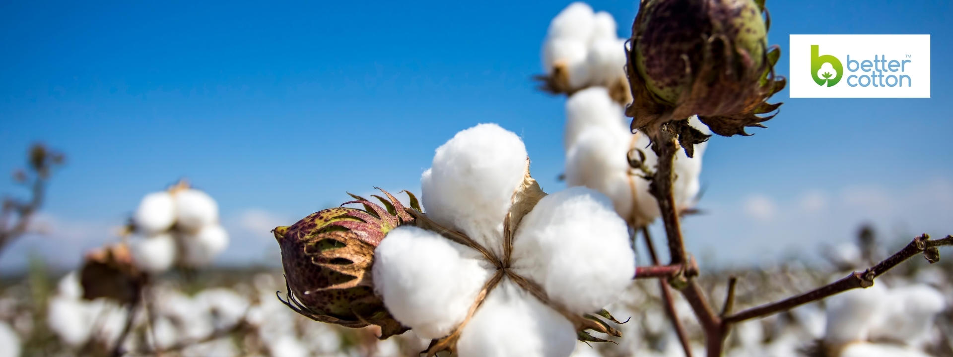 better-cotton
