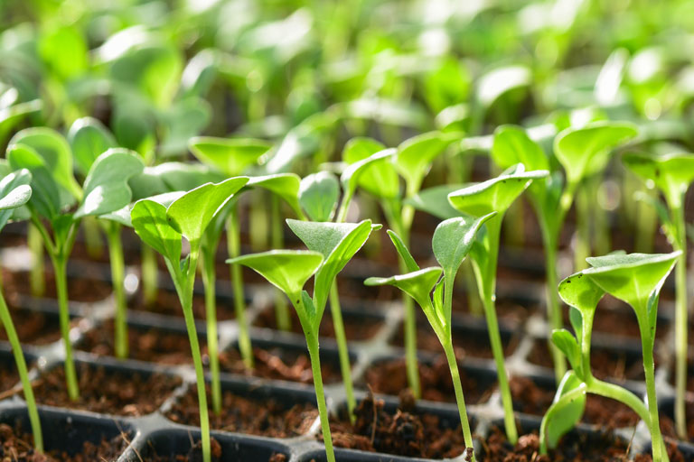 services-seeds-1