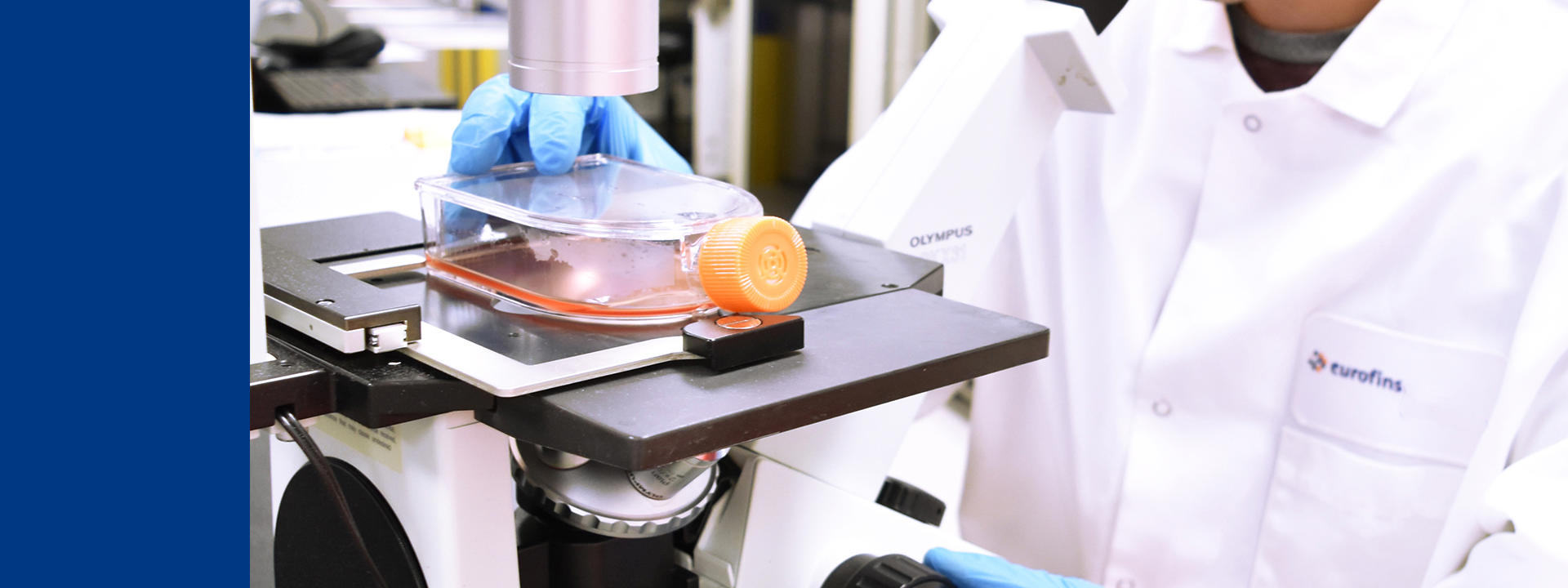 biosafety testing, sample under microscope, scientist wearing a labcoat and gloves