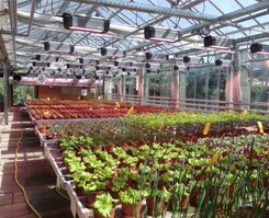 es-ter-plants