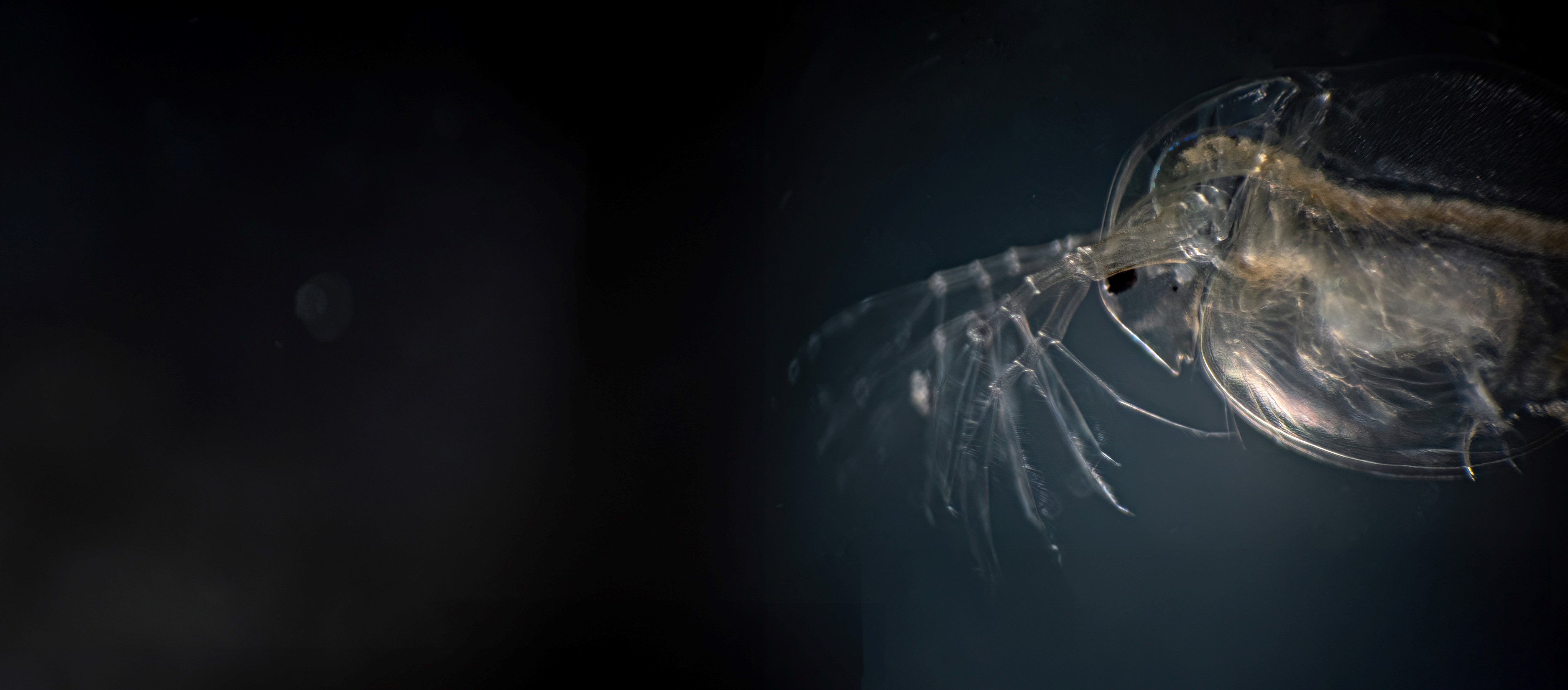 daphnia-1