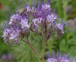pollinators-accordion