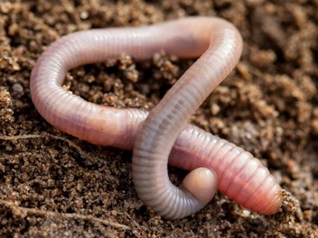 worm
