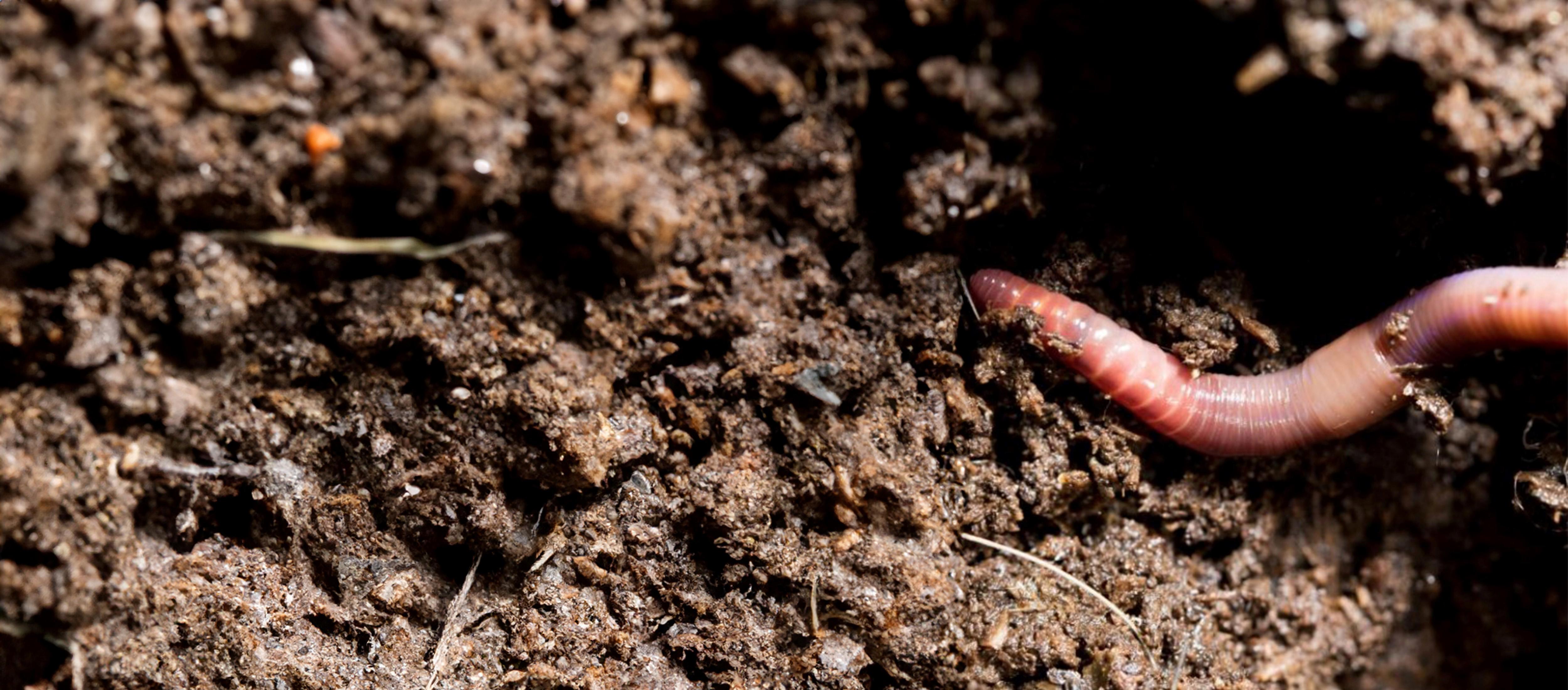 wiggly-worm