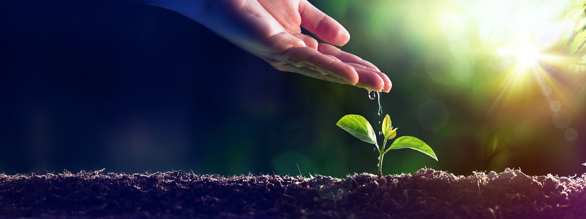 sustainability-services-banner