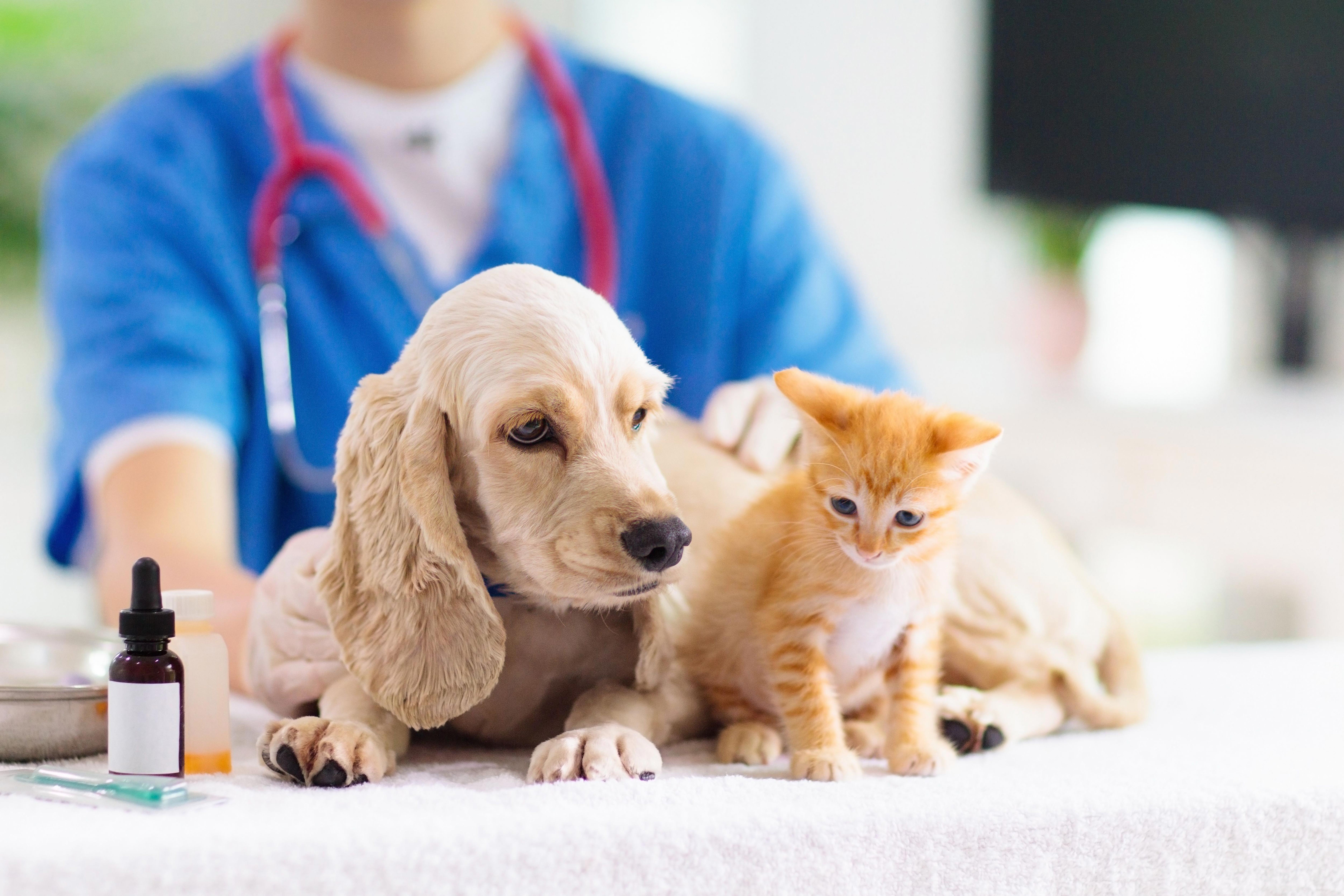 examination - animals