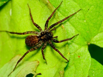 spider